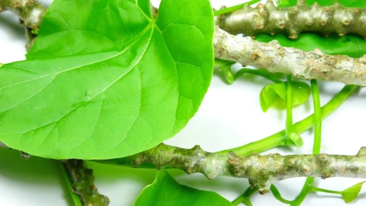 Giloy Benefits and Uses